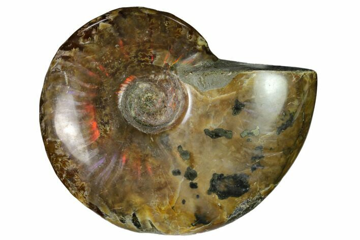Red Flash Ammonite Fossil - Madagascar #151740